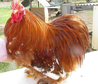 9332_mfc_roosters_12-11_profile.jpg