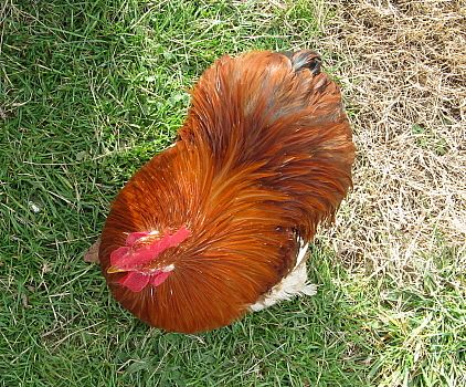 9332_mfc_roosters_12-11_top.jpg