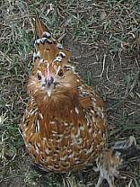 9332_millie_duccle.jpg