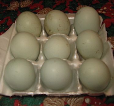 9332_new_ameraus_eggs_002.jpg