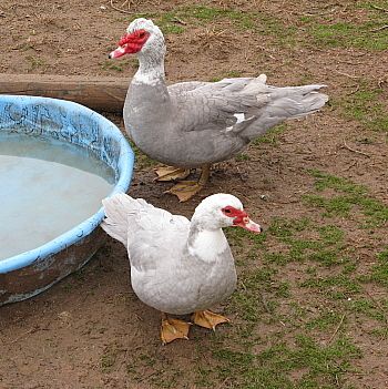 9332_new_lav_muscovy_1-12_her_n_him.jpg