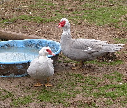 9332_new_lav_muscovy_1-12_him_n_her.jpg