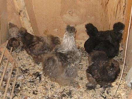 9332_new_silkies_7-11_002.jpg