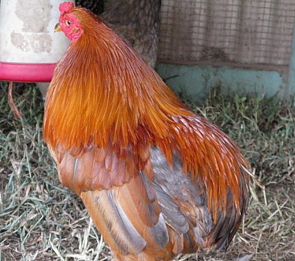 9332_red_blue_roo.jpg