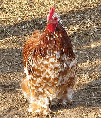 9332_redwht_roo.jpg