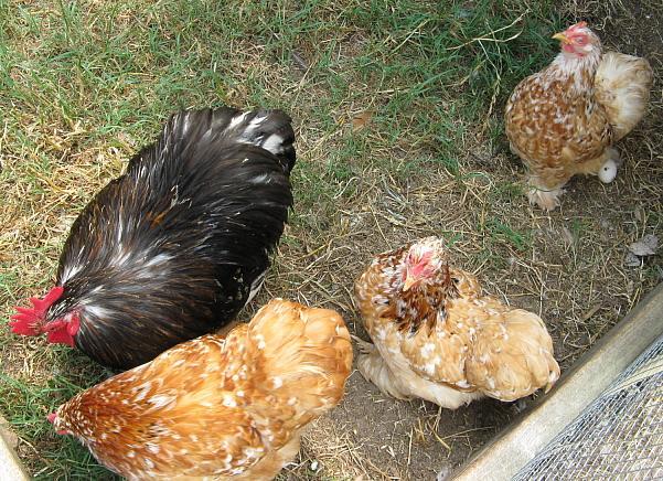 9332_schm_n_mf_hens_6-11.jpg