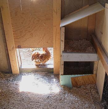 9332_shed_nest_boxes_10-11.jpg