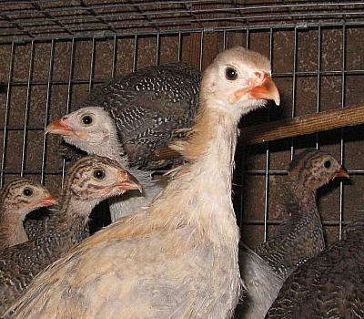 9332_slate_keet_head_6_wks.jpg