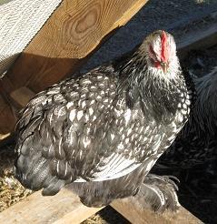 9332_slc_hen.jpg