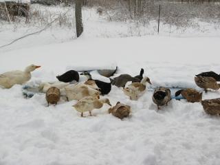 9332_snow_duck_day.jpg