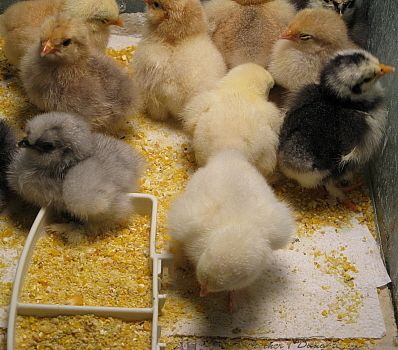 9332_thanksgiving_chix_11-11.jpg