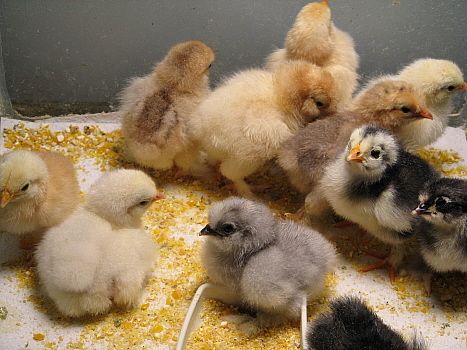 9332_thanksgiving_chix_hatched_11-11.jpg