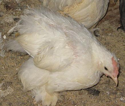 9332_wht_roo_4_sale_8-11.jpg