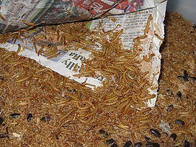 9332_worm_colonies_8-11_009.jpg