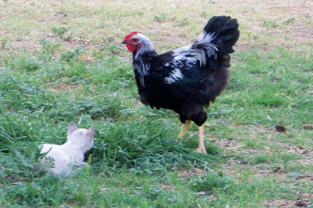 93366_chickens_and_cats.jpg