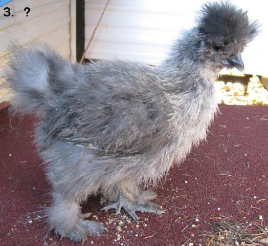 93393_silkie3.jpg