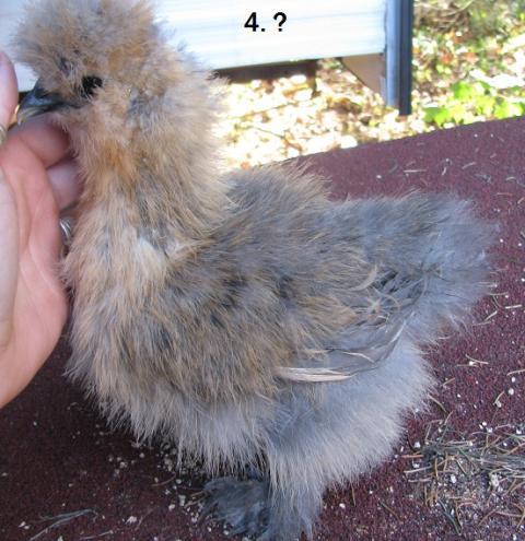 93393_silkie4.jpg