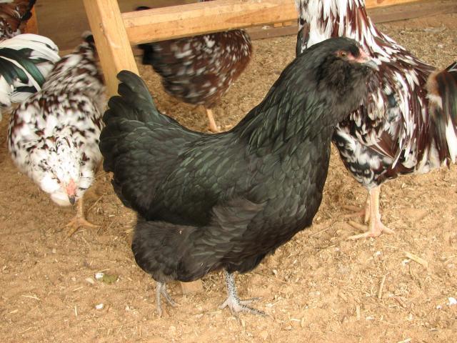 93512_ameraucana_hen_black.jpg