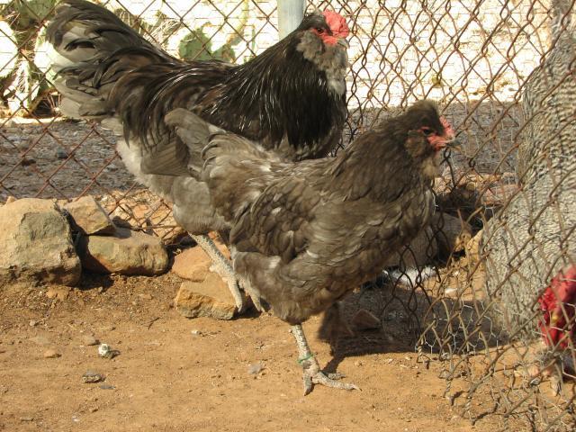 93512_ameraucana_rooster_and_hen.jpg
