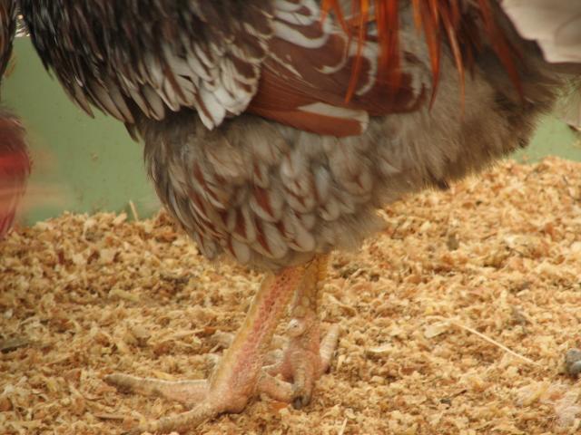 93512_blrw_cockerel_feather_close_up.jpg