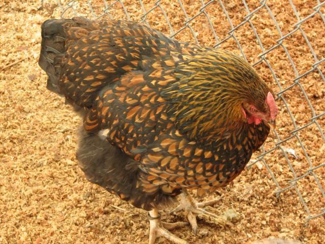 93512_blrw_pullet_black_phase.jpg