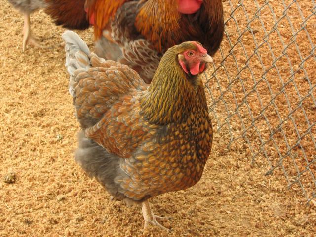 93512_blrw_pullet_medium_blue.jpg