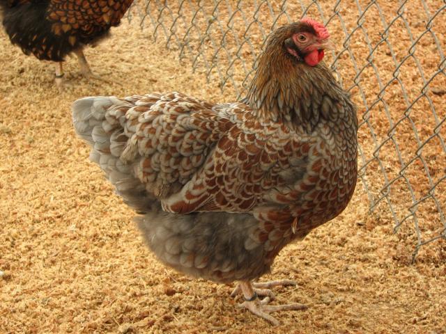 93512_blrw_pullet_nicest_blue.jpg