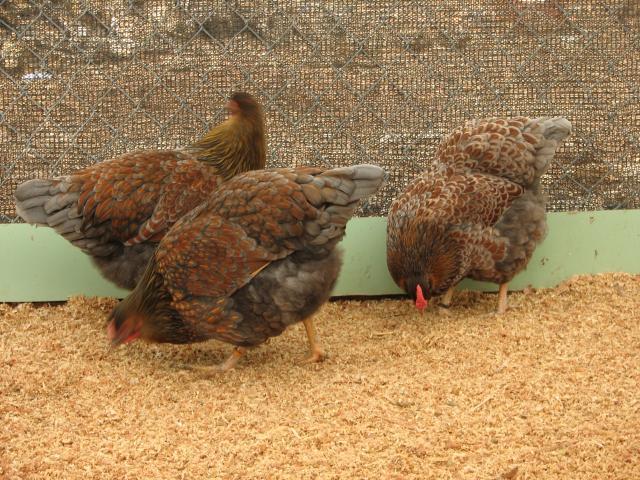 93512_blrw_pullets.jpg