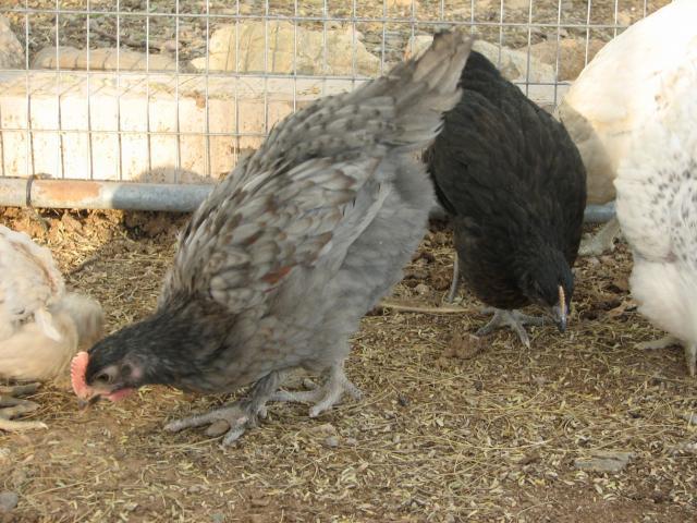 93512_blue_copper_marans_cockerel_feather_legged_6_weeks_old.jpg