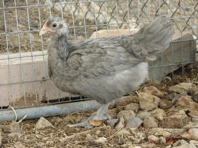 93512_blue_copper_marans_pullet_6_weeks_old.jpg
