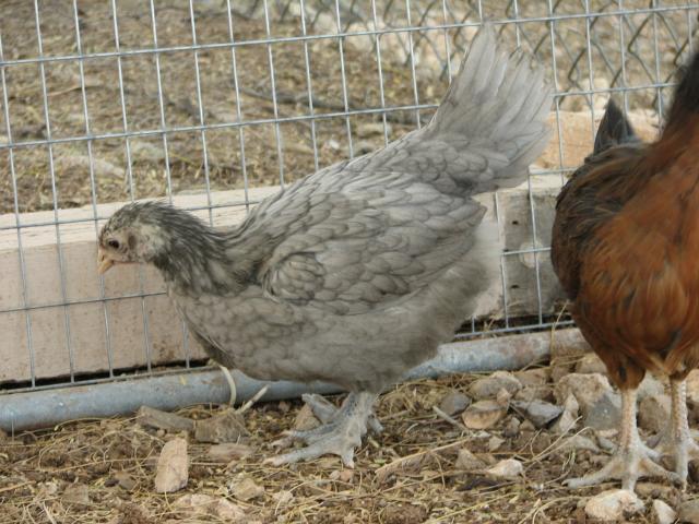 93512_blue_copper_marans_pullet_6_weeks_old_2.jpg
