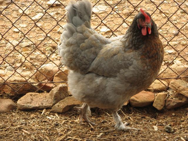 93512_blue_copper_marans_pullet_white_band.jpg
