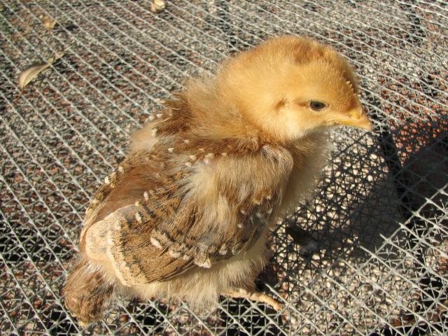 93512_marans_chick_from_blue_coppers_12_days_old.jpg