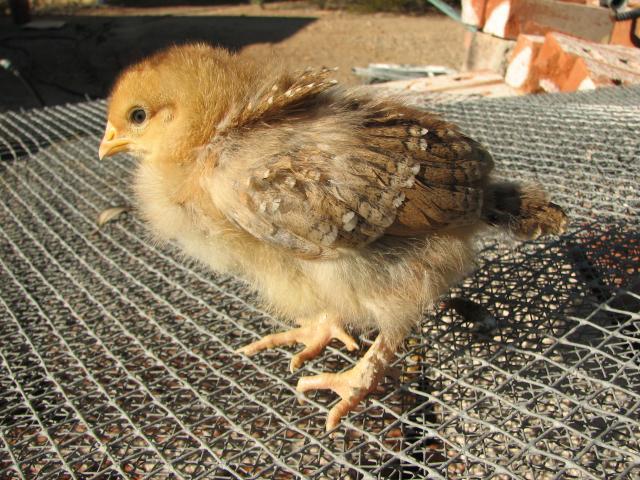 93512_marans_chick_from_blue_coppers_12_days_old_2.jpg