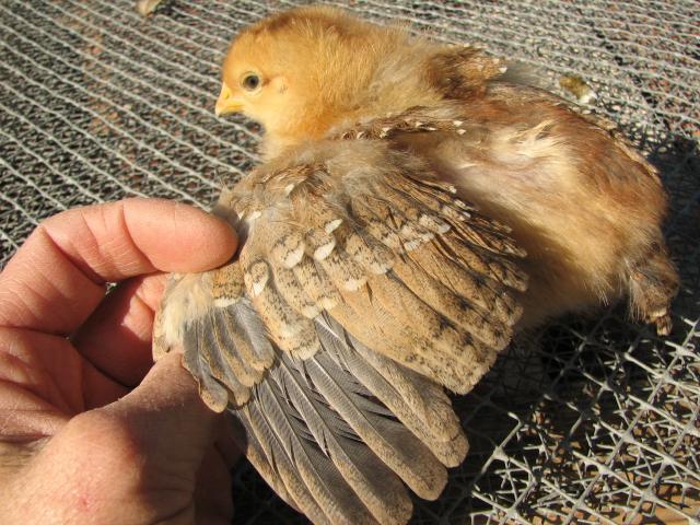 93512_marans_chick_from_blue_coppers_12_days_old_3.jpg