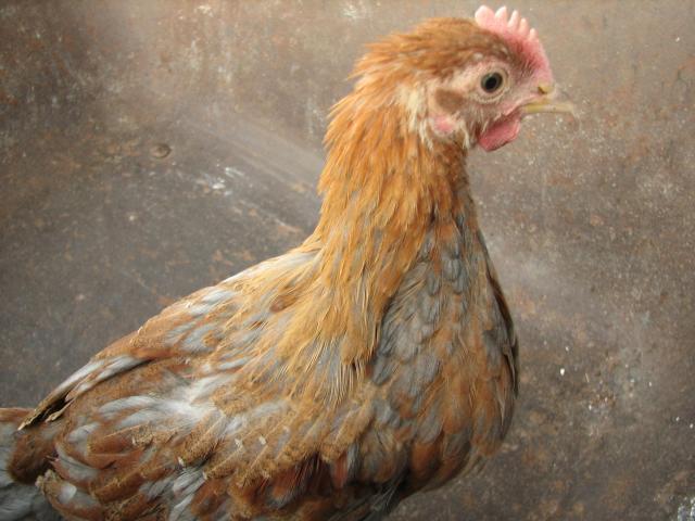 93512_reddish_marans_chick.jpg