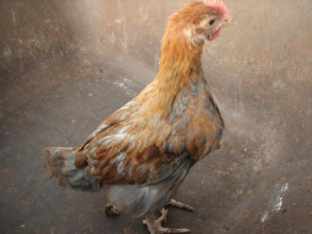 93512_reddish_marans_chick_5_weeks_old.jpg