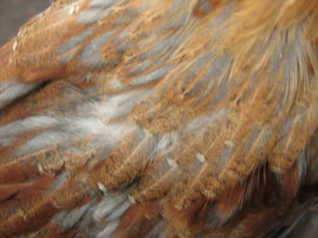 93512_reddish_marans_chick_feather_closeup.jpg