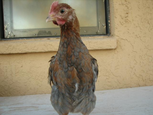93512_reddish_marans_front_view.jpg