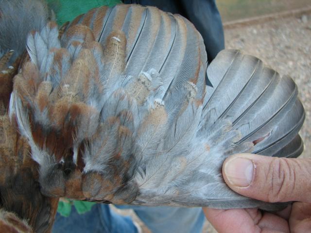 93512_reddish_marans_left_wing.jpg