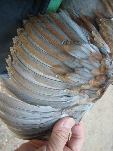 93512_reddish_marans_right_wing.jpg