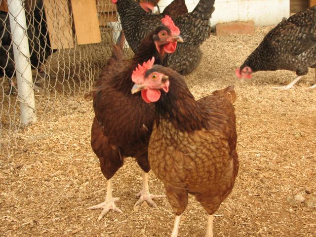 93512_rir_laced_hen_5_with_normal_hen.jpg