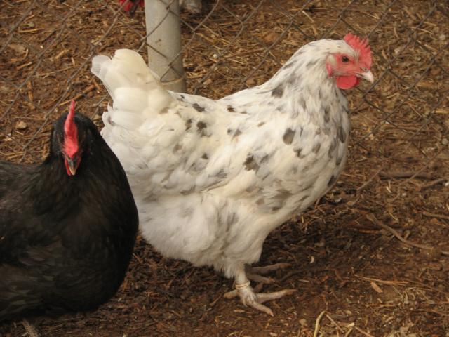93512_splash_marans_pullet_davis_bloodline.jpg