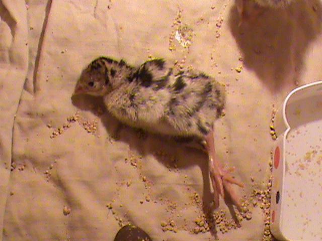 93638_dsc00495.jpg