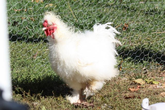 what breed am i what breed am i backyard chickens what breed am i what breed am i backyard chickens