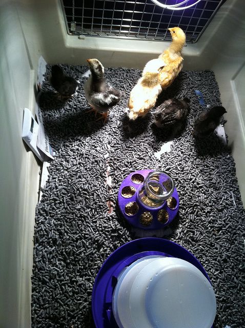 93734_baby_chicks_from_above_june_2011.jpg
