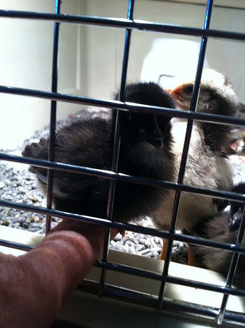 93734_baby_chicks_in_crate_june_2011.jpg