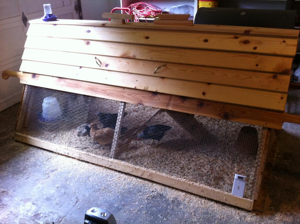 93734_chicks_02.jpeg