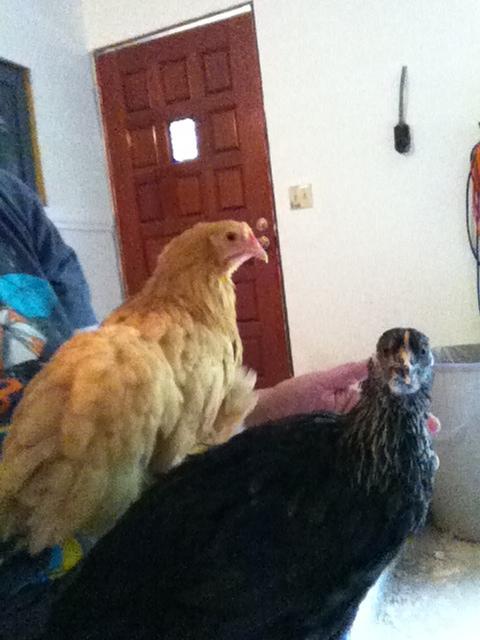 93734_lucy-nell-lap.jpeg
