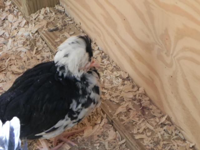 93834_bantams_619_1.jpg